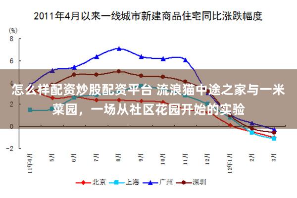 怎么样配资炒股配资平台 流浪猫中途之家与一米菜园，一场从社区花园开始的实验